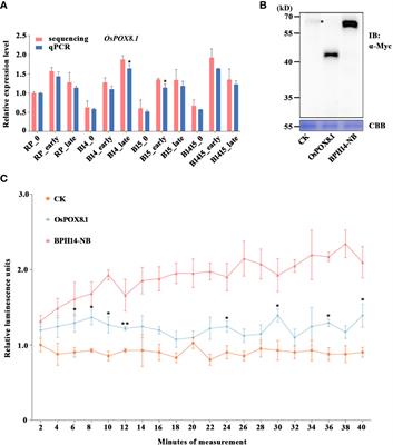 Transcriptome analysis revealed differentially expressed genes in rice functionally associated with brown planthopper defense in near isogenic lines pyramiding BPH14 and BPH15